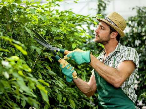 Local tree inspection for branches and canopy condition in Barking